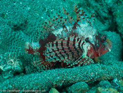 BD-090927-Lembeh-9274487-Dendrochirus-zebra-(Cuvier.-1829)-[Zebra-turkeyfish.-Zebradrakfisk].jpg